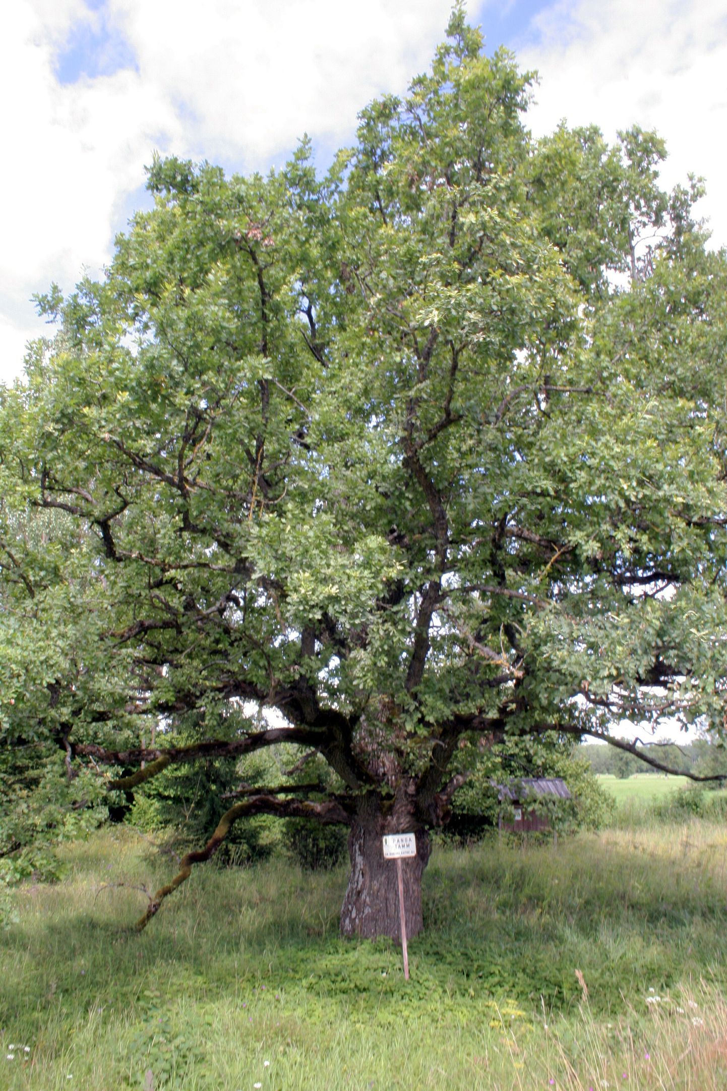Pärnumaal esimese puuna 1936. aastal looduskaitse alla võetud Oidrema-Lihula maanteeristil kasvav Panga tamm 2009. aasta suvel.