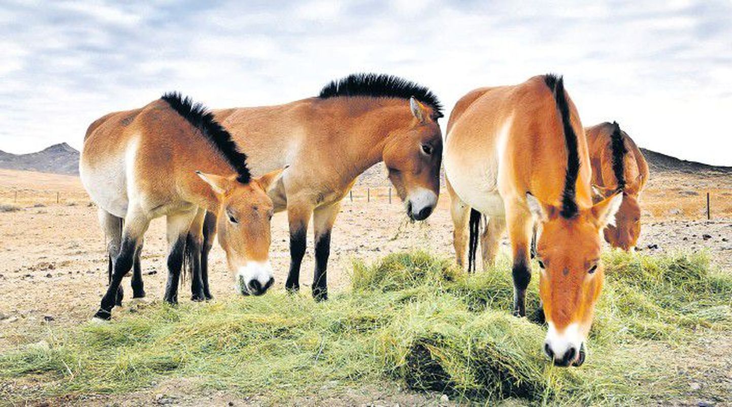 Эти молодые лошади Пржевальского, которые родились в Пражском зоопарке, а летом из Чехии были переправлены в Монголию, уже адаптировались к жизни на территории, где когда-то обитали их предки.