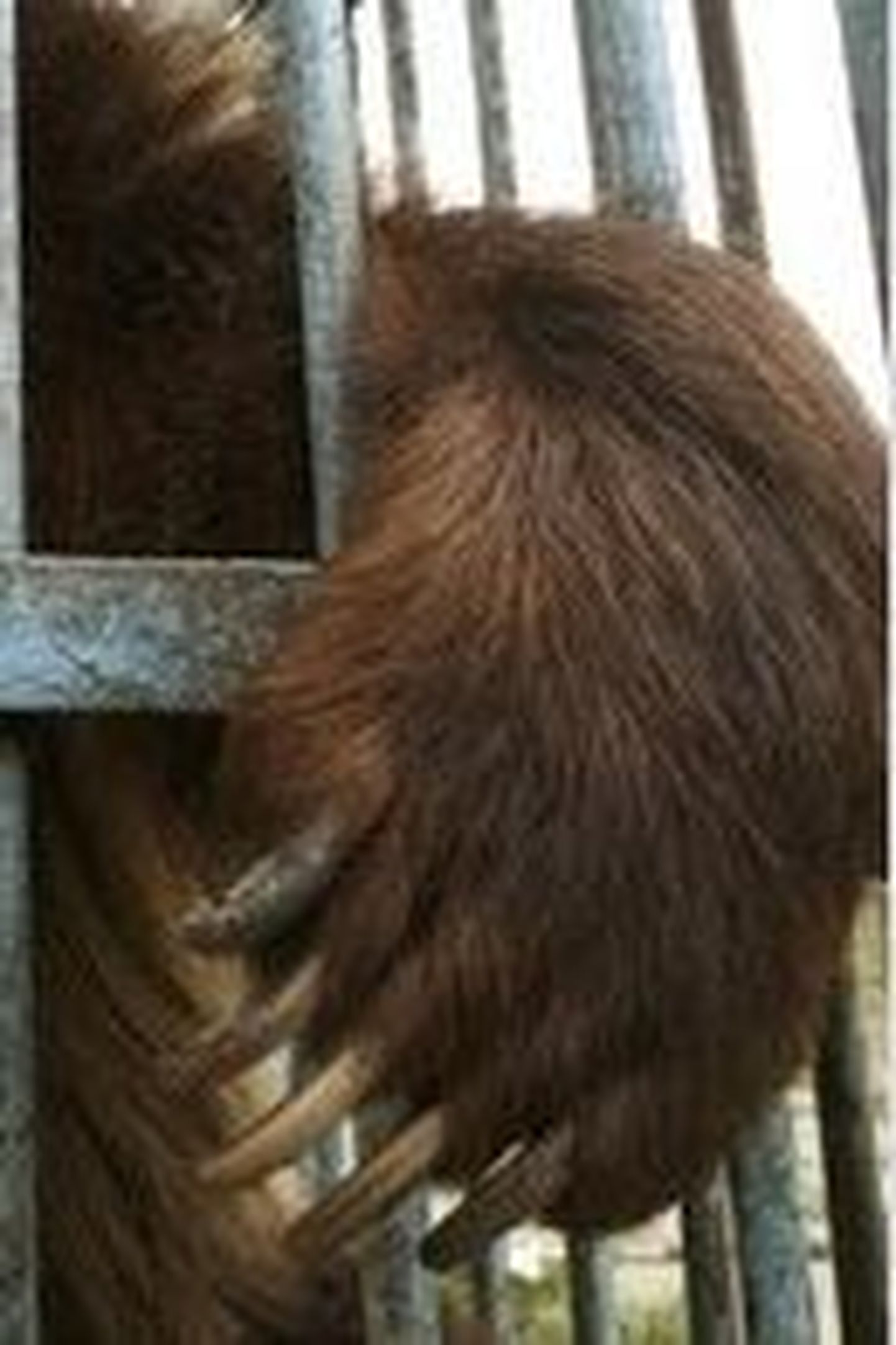 Hiinas konfiskeeriti sadu kilogramme karukäppi