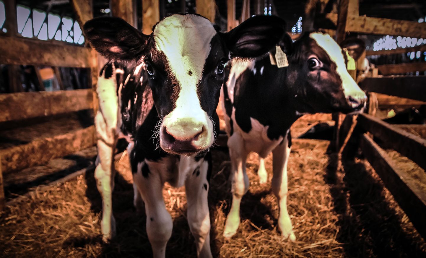 Esimesele avatud talude päevale on ennast kirja pannud ka mahepõllumajandusliku loomakasvatuse ja piimatöötlemisega tegelev Mätiku talu. Foto on illustreeriv.