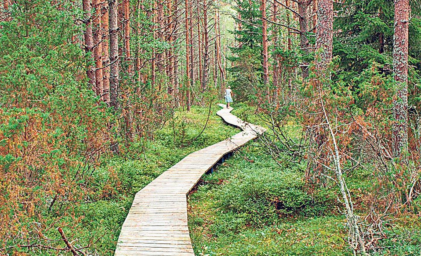 Kärdla-Tõrvanina matkarada: veidi rohkem kui kaks kilomeetrit metsaalusest 5,4 km pikkusest teekonnast kulgeb heas seisukorras ja piisavalt laial laudteel. Raja äärde jääb ka kaks väikest vaateplatvormi.