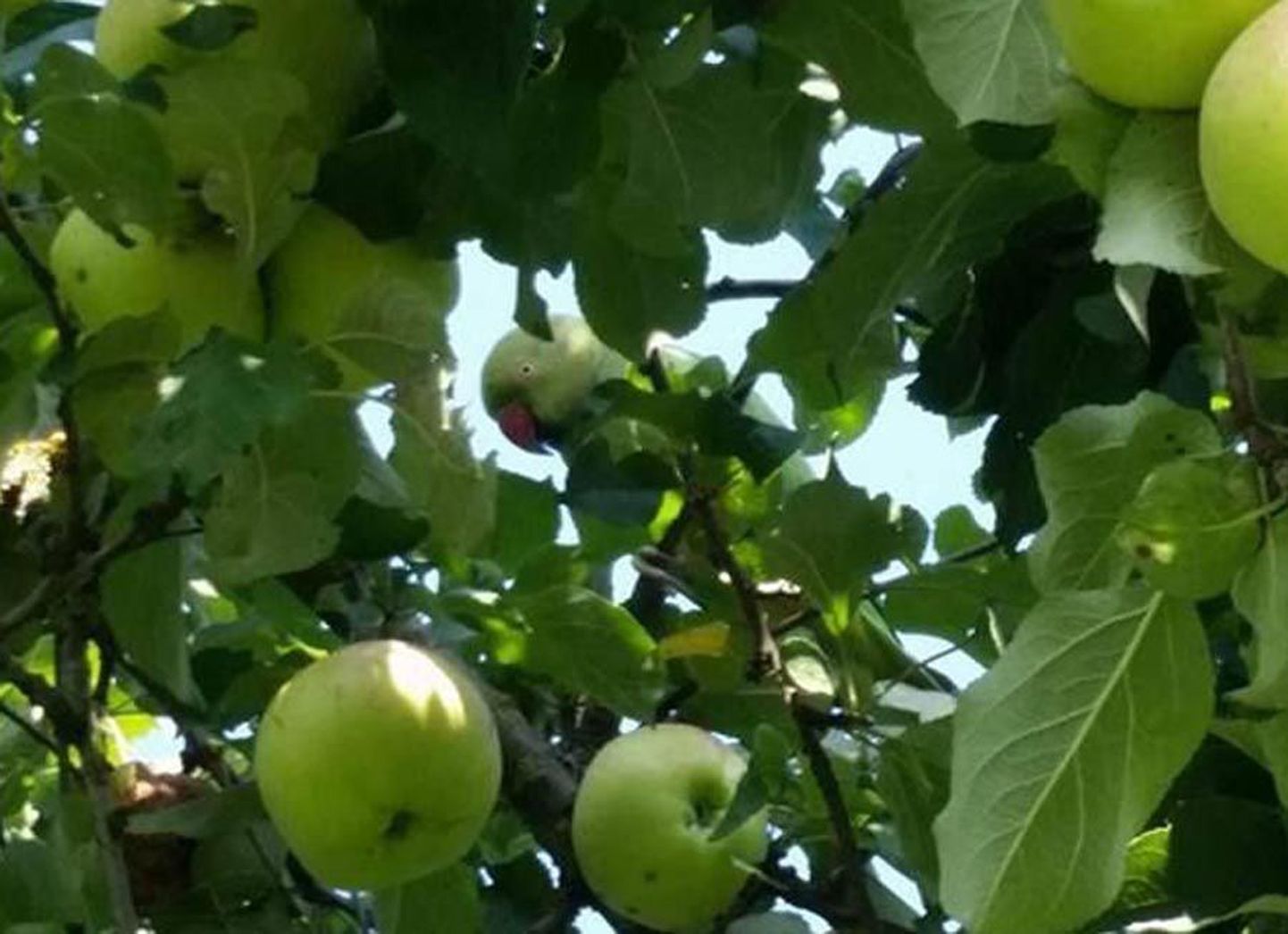 Kui rohekas papagoi võtab istet rohelise õunapuu otsas, on teda seal raske märgata. Aga märgatud on teda Viiratsis juba paar nädalat.