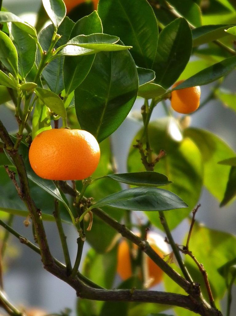 Mandariin (Citrus reticulata) / wikipedia.org