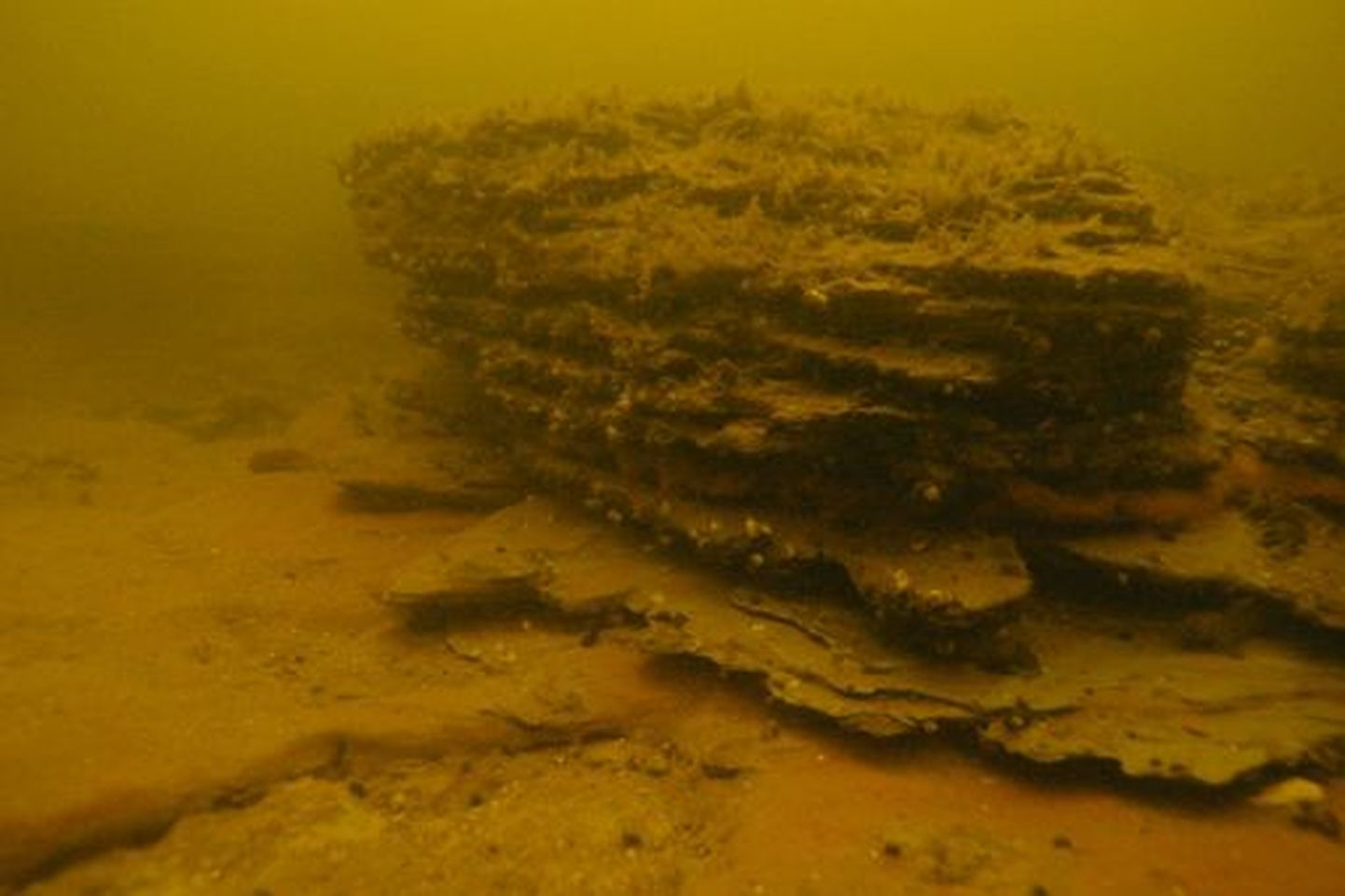 Allveefotol on näha Gretagrundi madal: veealuse sakilise astangu serv, põhjaloomastikust esineb tavaline tõruvähk Balanus improvisus, põhjataimestiku liikidest niitjas pruunvetikas Sphacelaria arctica.