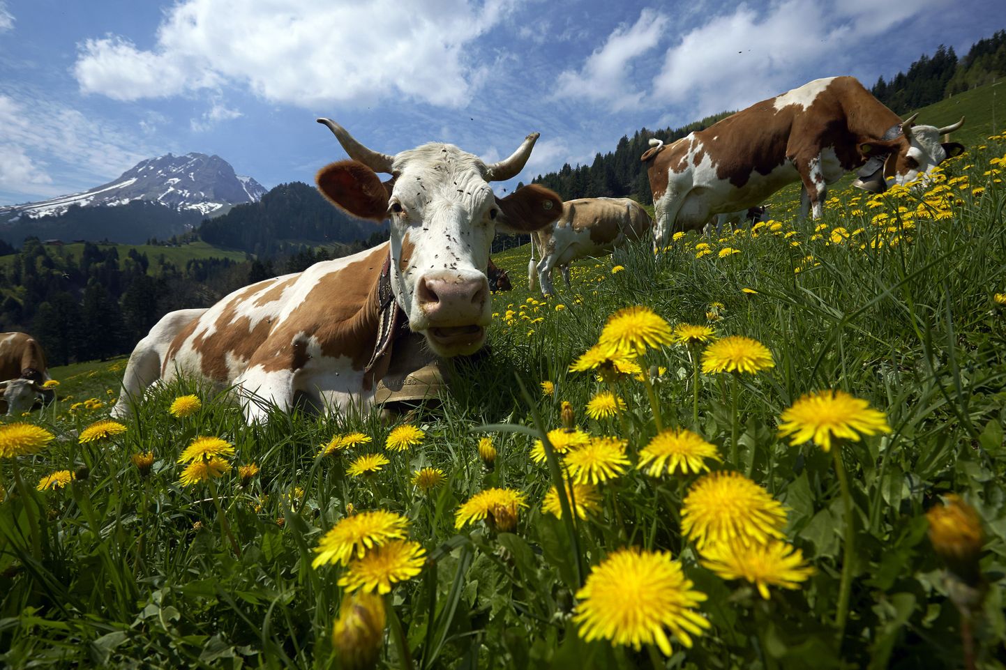 Šveitsi lehmad
