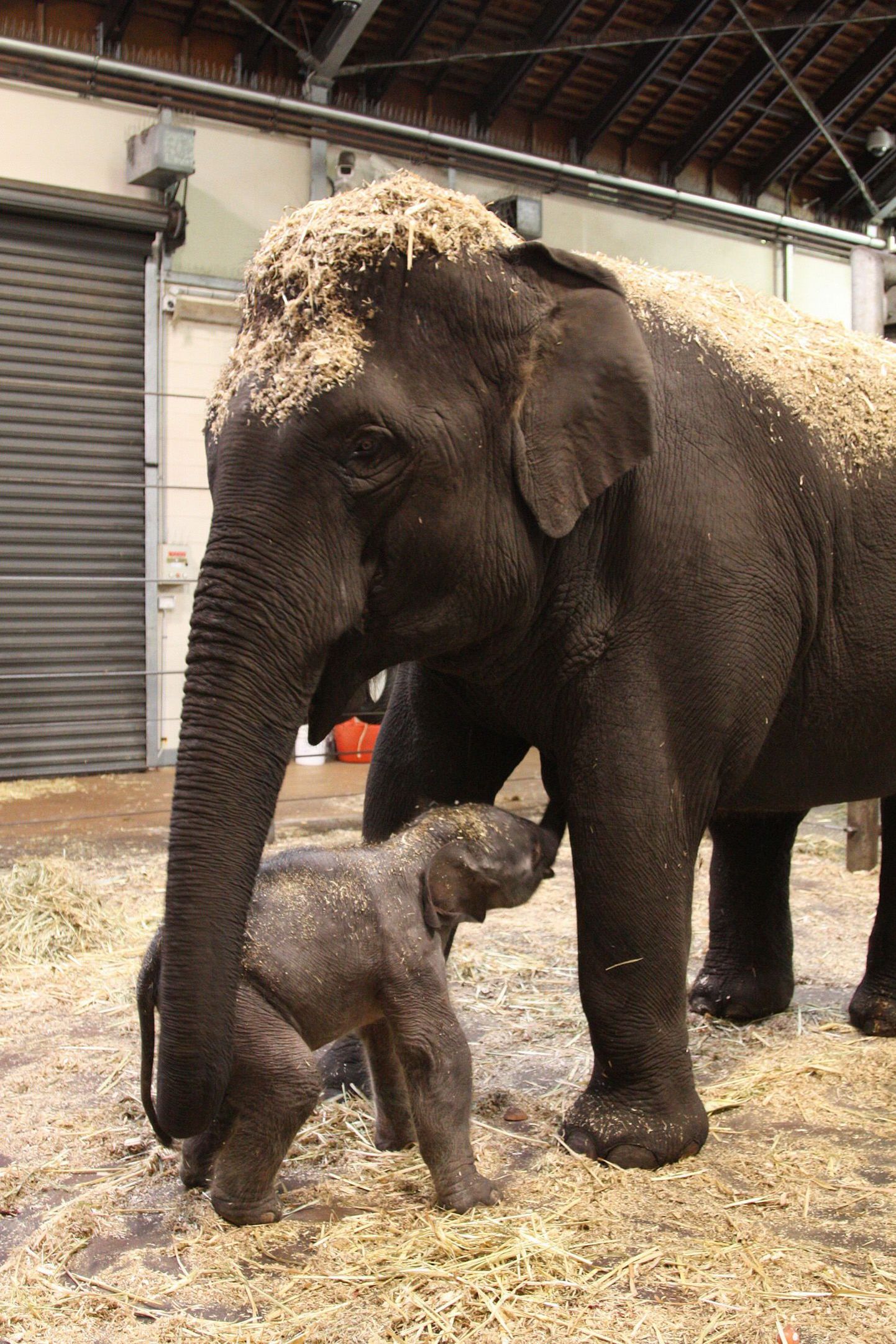 Sydney Taronga loomaaia noor emane elevant ja ta ema