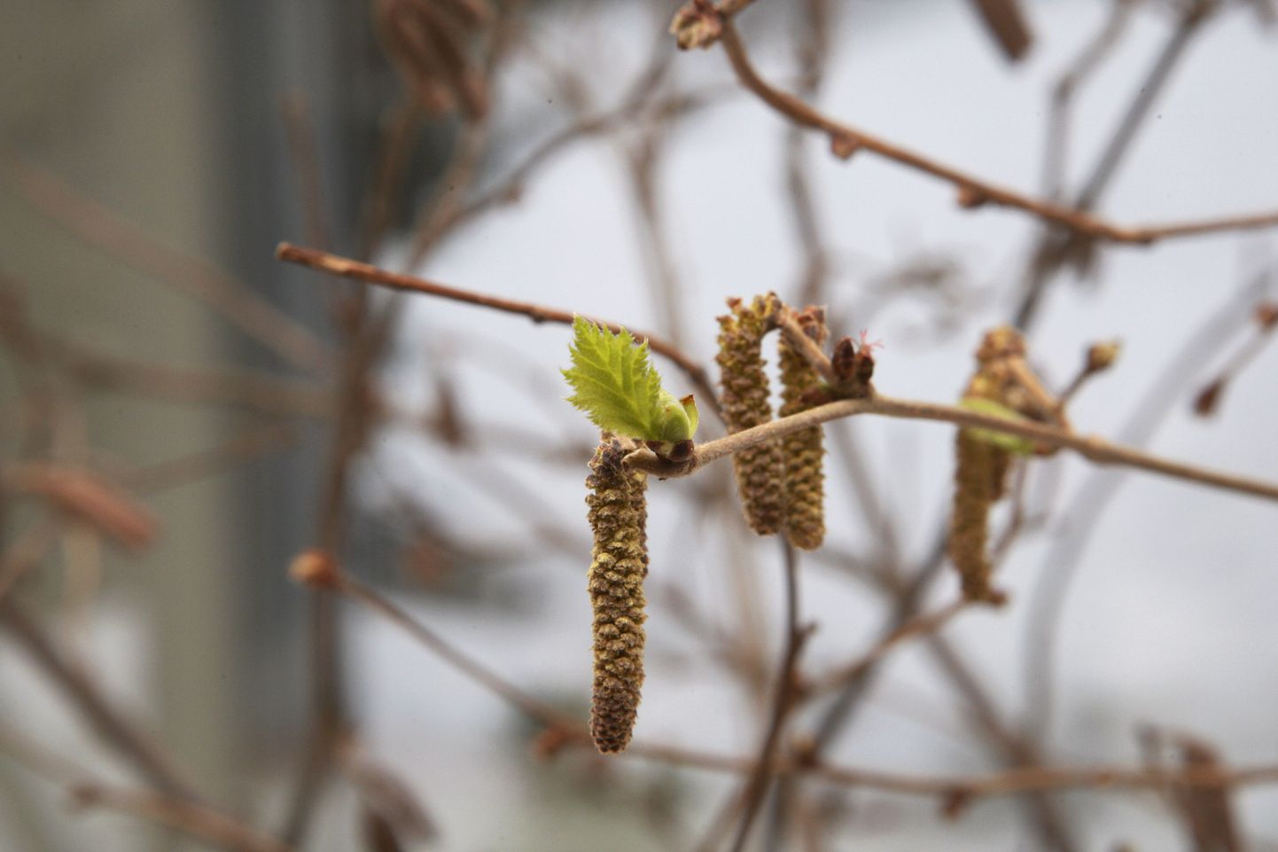 Praegu võib selgeid kevademärke näha Tartu botaanikaaias, kus on avatud näitus «Lehtpuud kevade ootel».
Pildil harilik sarapuu.