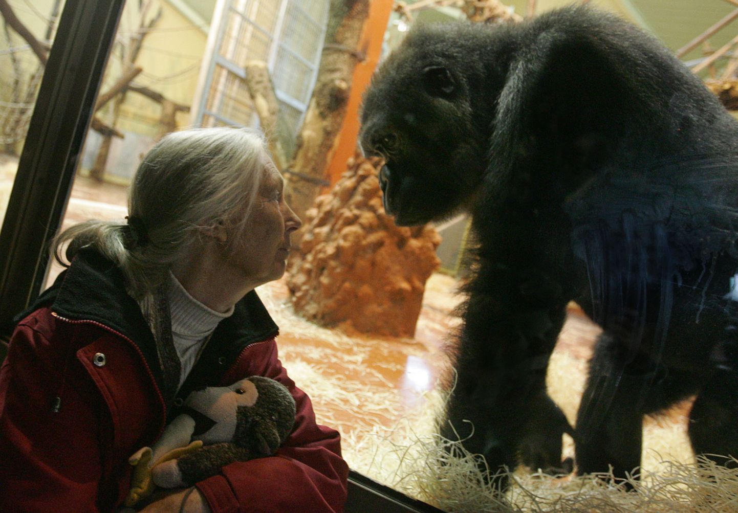 Briti primaadiuurija Jane Goodall ja Budapesti loomaaia gorilla.