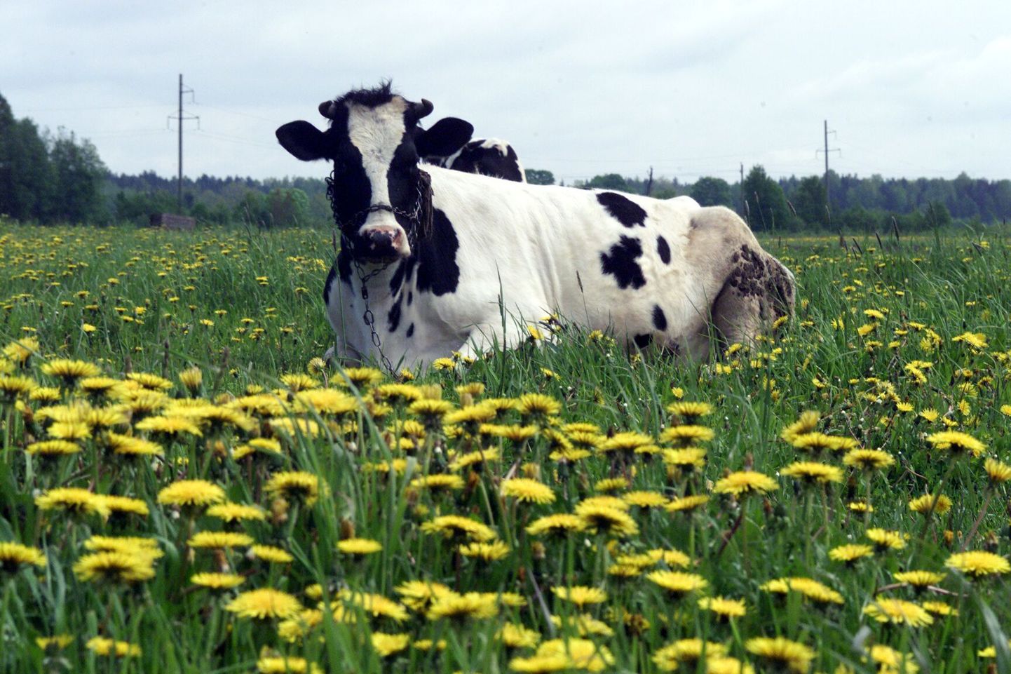 Eesti lehmadelt lüpstud toorpiimast kolmandik ehk päevas kuni 600 tonni viiakse praegu Lätti ja Leetu, kus siis lõunanaabrid piimale lisandväärtust andes sellelt suuremat raha teenivad. Uus piimatööstus peaks osa sellest rahast eestlastele jätma.
