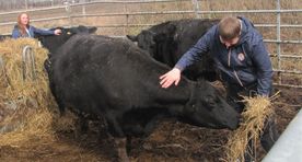 Saareõue Partneri kaup on enda loomade peal järele proovitud