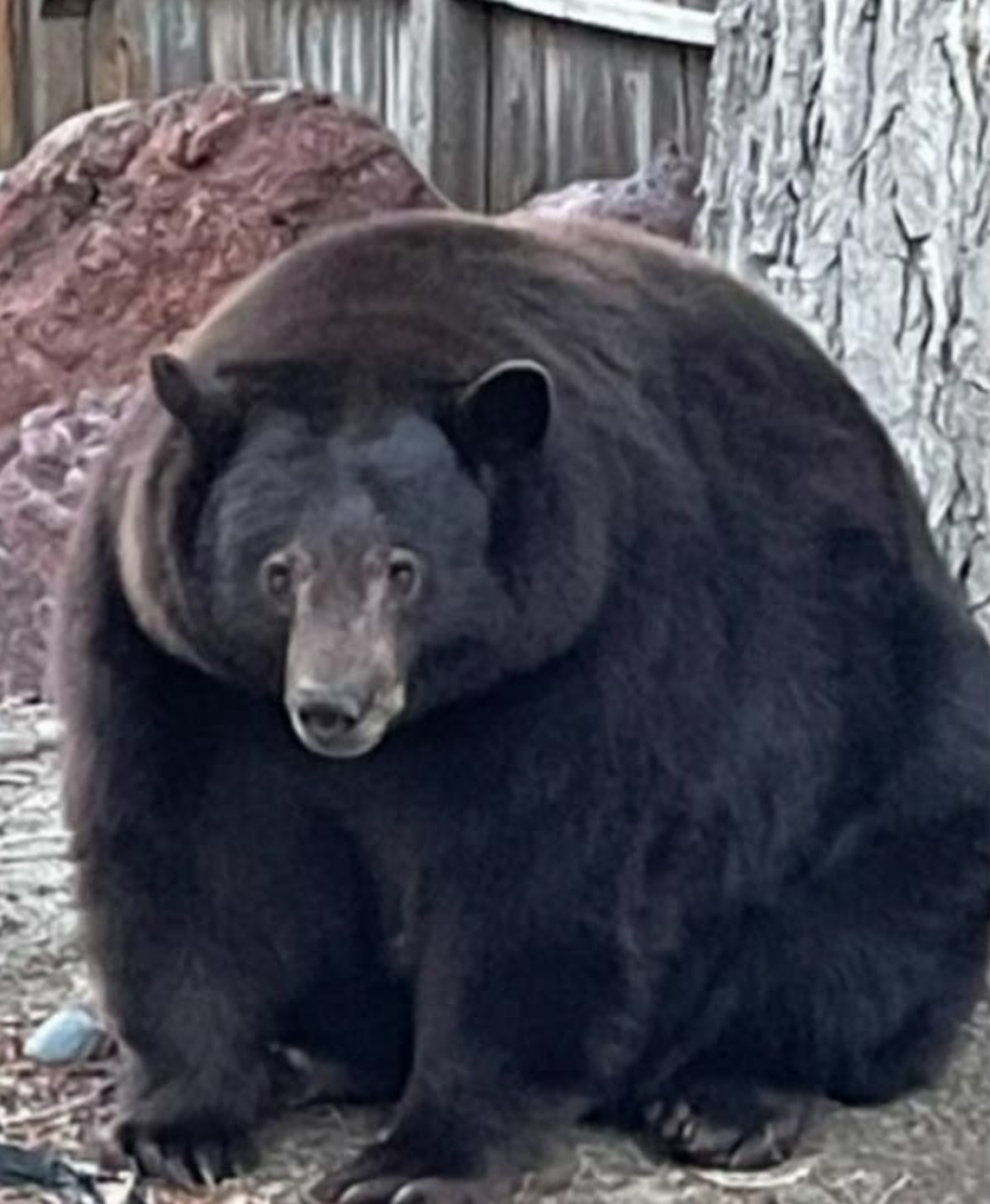 230 kilogrammi kaaluv Hank the Tank, kes Californias asuva South Lake Tahoe linna elanikele peavalu tekitab.