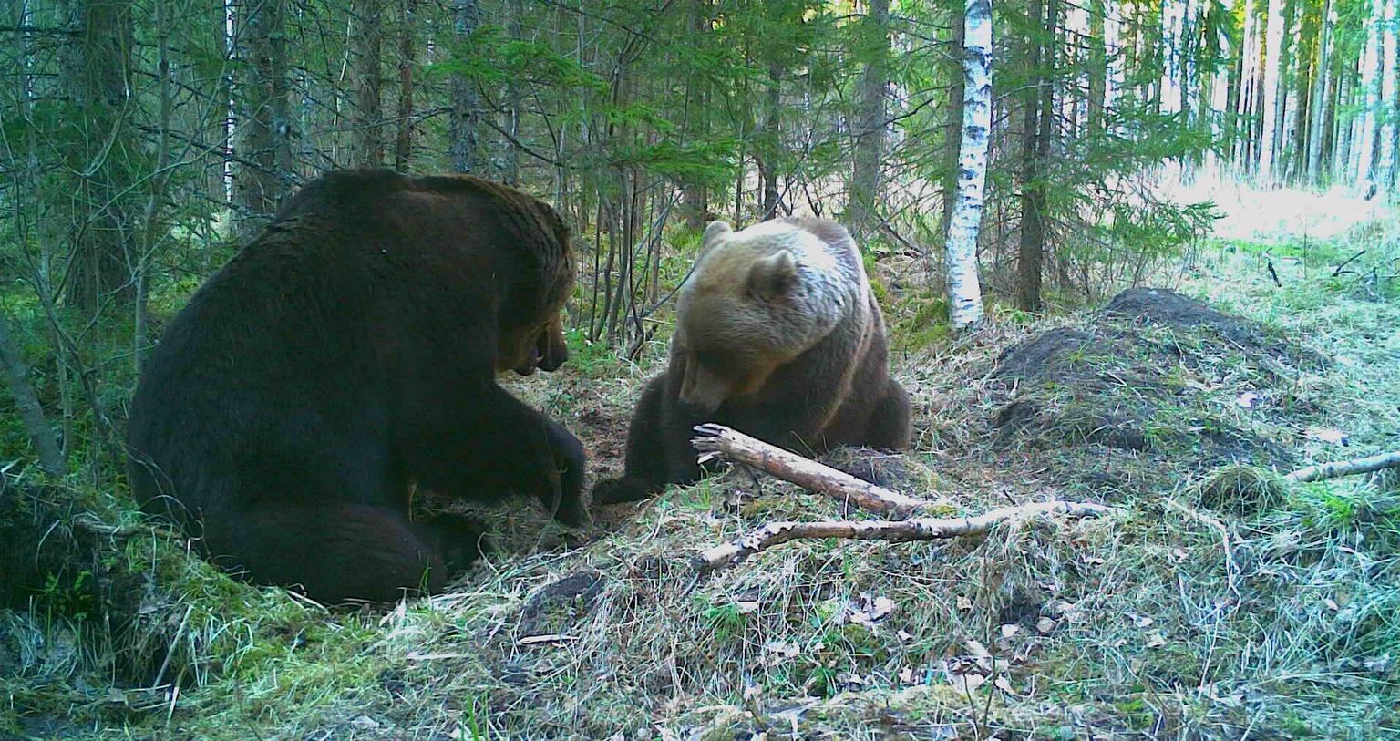 Jahimeeste rajakaamera ette jäänud karud.