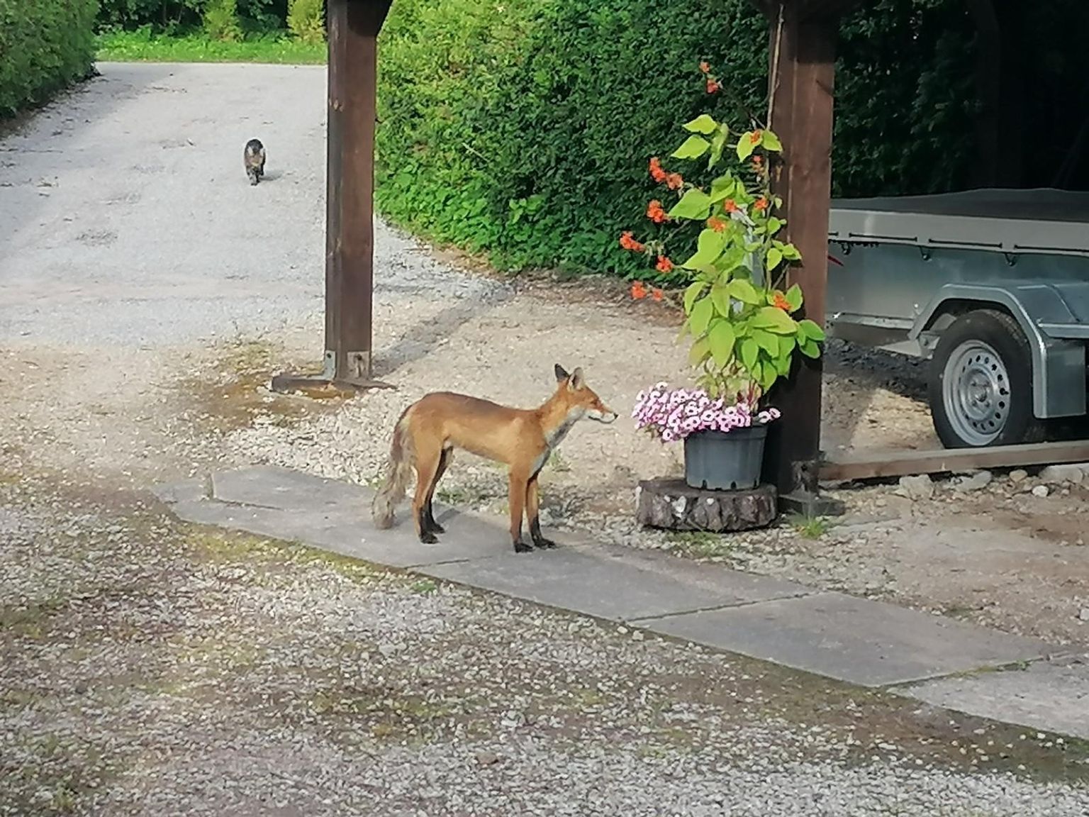 Pühapäeval luusis Elva äärelinnas ringi pikakoivaline rebane.