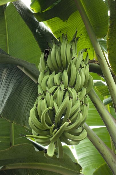 Troopikas kasvava banaani lehed on ühed suuremad maailmas.