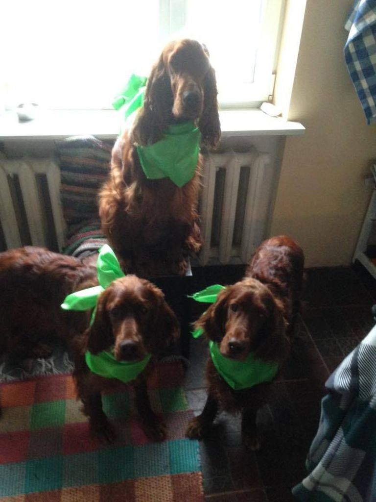 Püha Patricku päevaks said koerad kaunid rohelised kaelarätid. Foto: