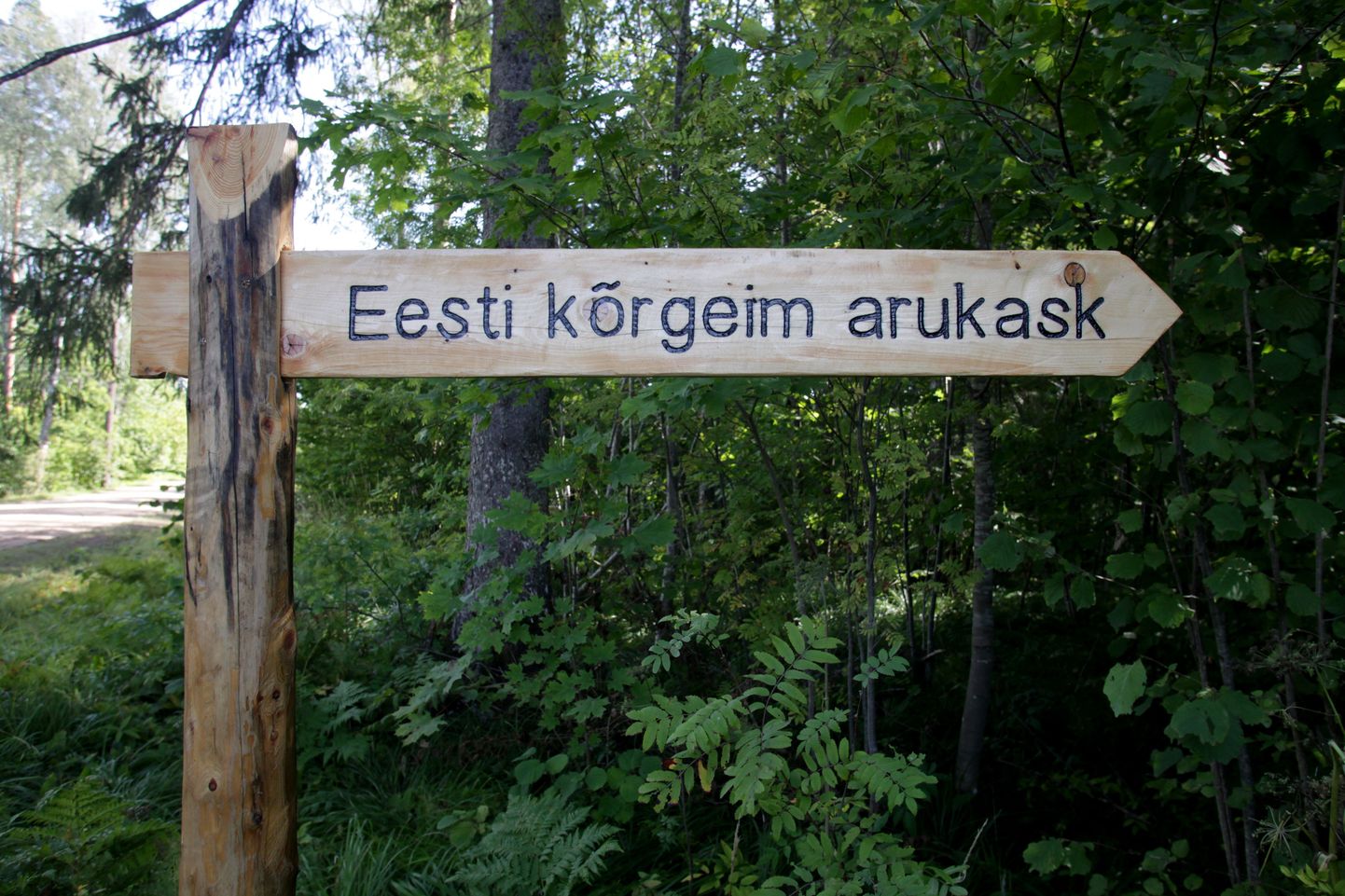 Järvselja metskond Tartumaal on tuntud eelkõige selle poolest, et seal kasvavad Eesti kõrgeimad puud.