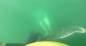 Video: Tšiili pere päästis kalavõrku takerdunud küürvaala