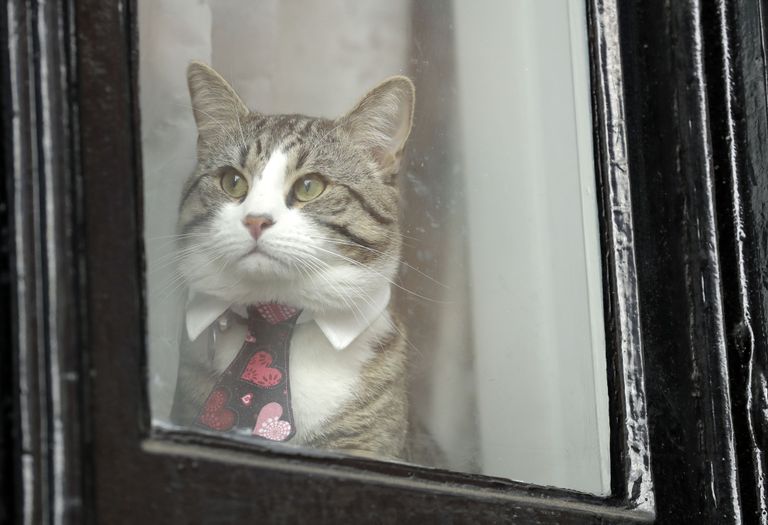 Lipsustatud kass täna Londonis Ecuadori saatkonna aknast välja kiikamas. Foto:  MATT DUNHAM/AP/Scanpix