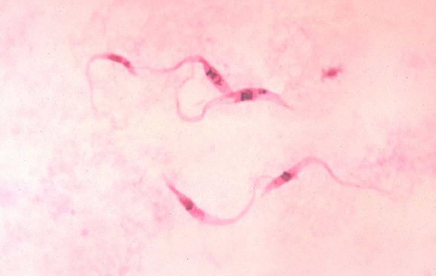 Parasiit Trypanosoma cruzi