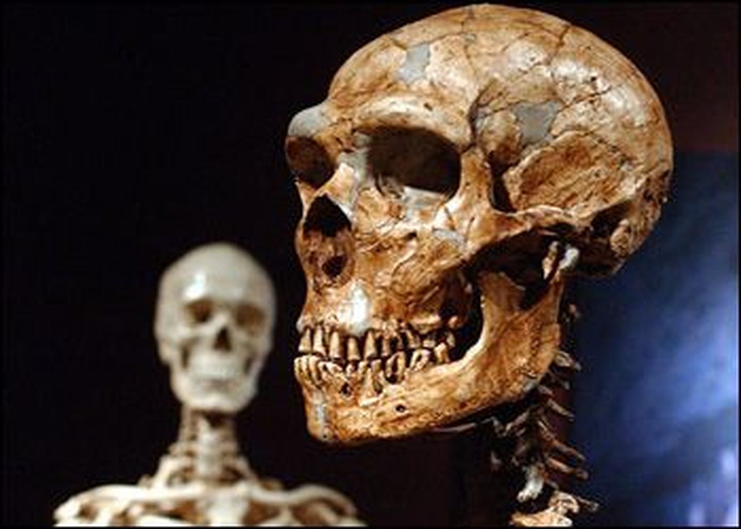 Rekonstrueeritud neandertallase luustik (paremal) ja Homo sapiensi luustik.