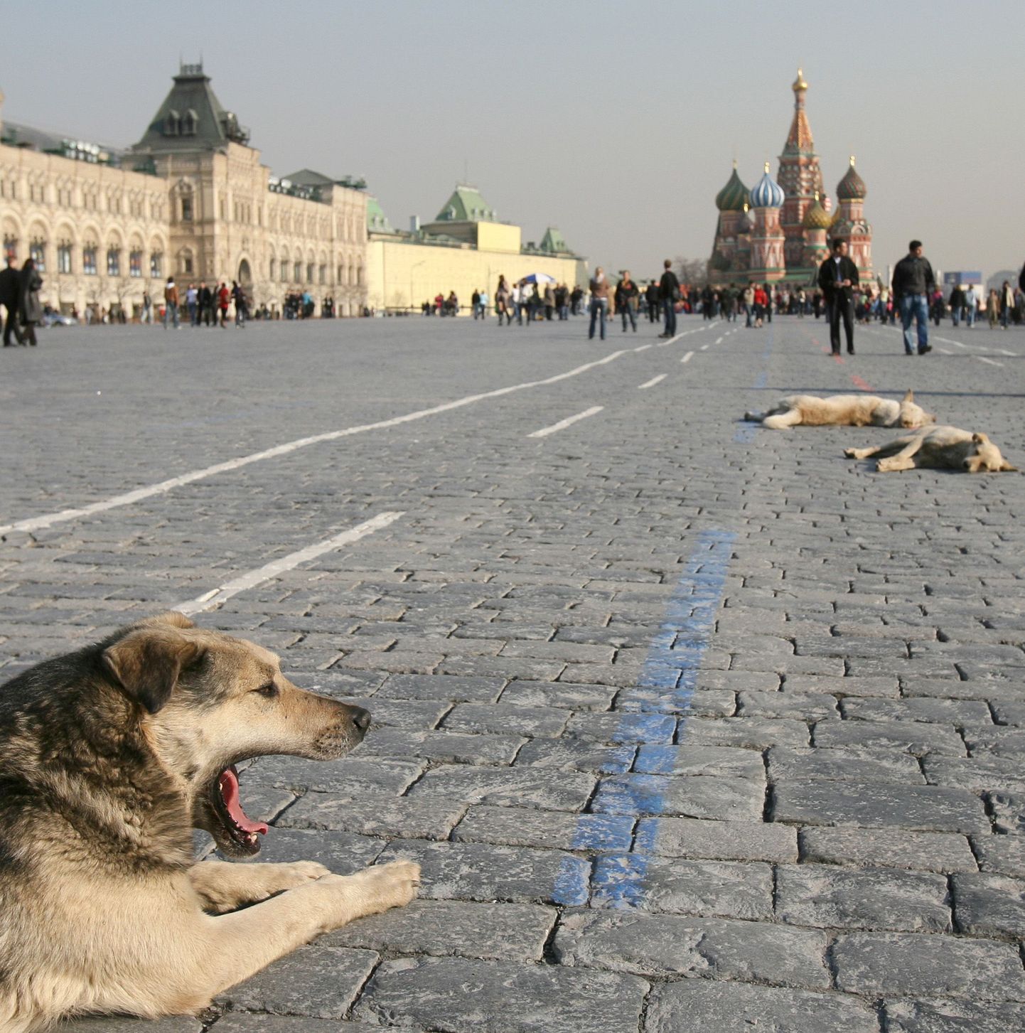 Moskva hulkuvad koerad