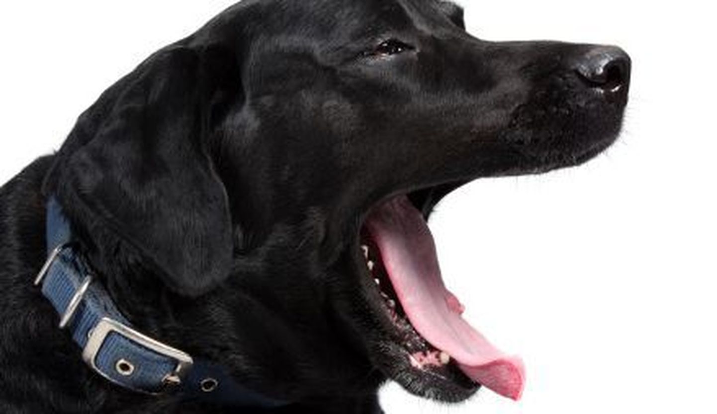Koerad jäljendavad oma peremehe haigutamist