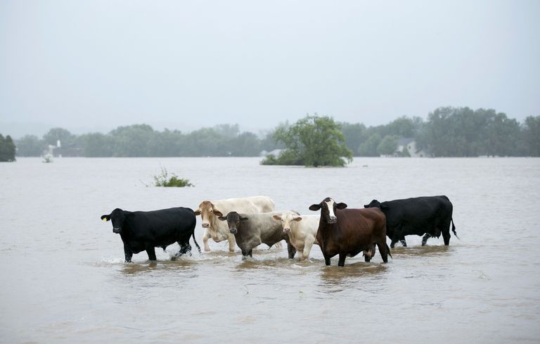 Texase üleujutusalal vajavad lisaks inimestele päästmist ka loomad