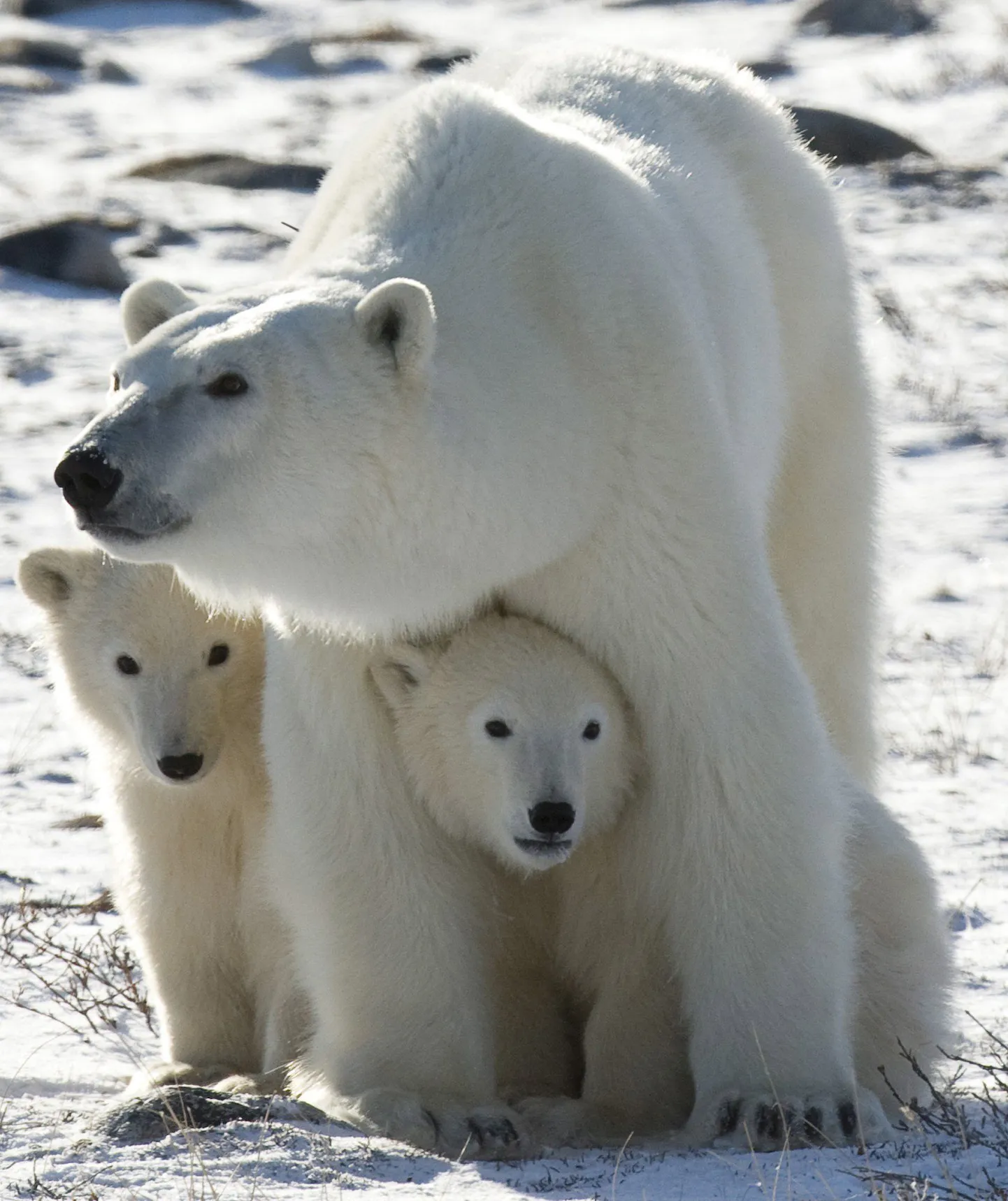 Jääkaru koos poegadega