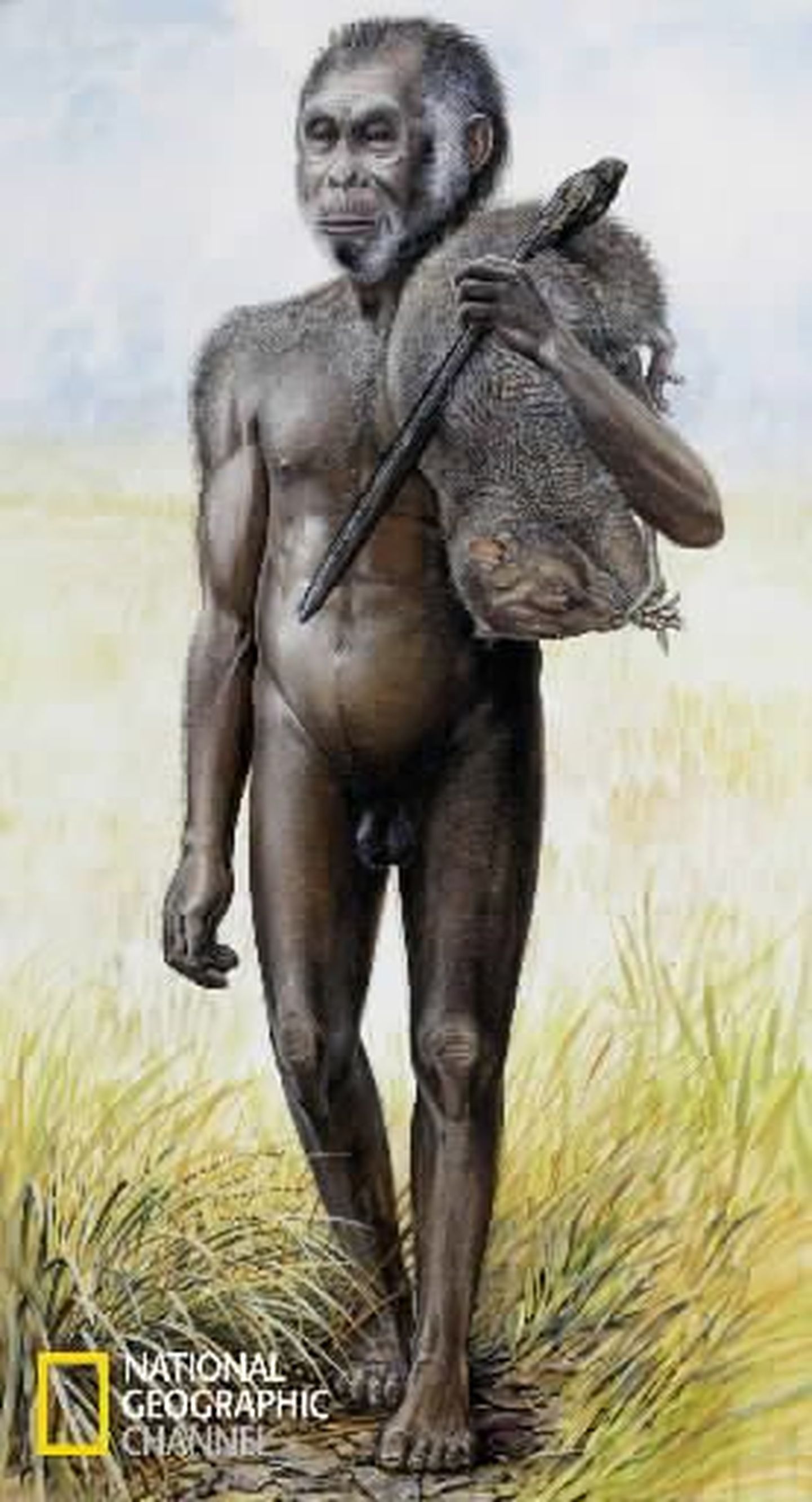 Предположительный вид "хоббита" или Homo Floresiensis с точки зрения антропологов.