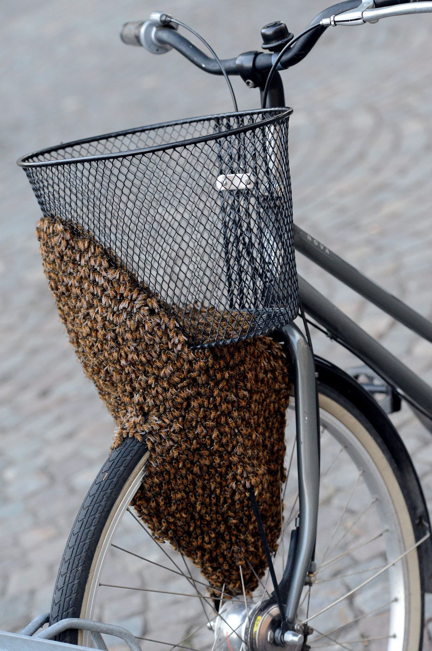 Mesilased jalgrattal (Kristianstad, 23. juuli 2012)