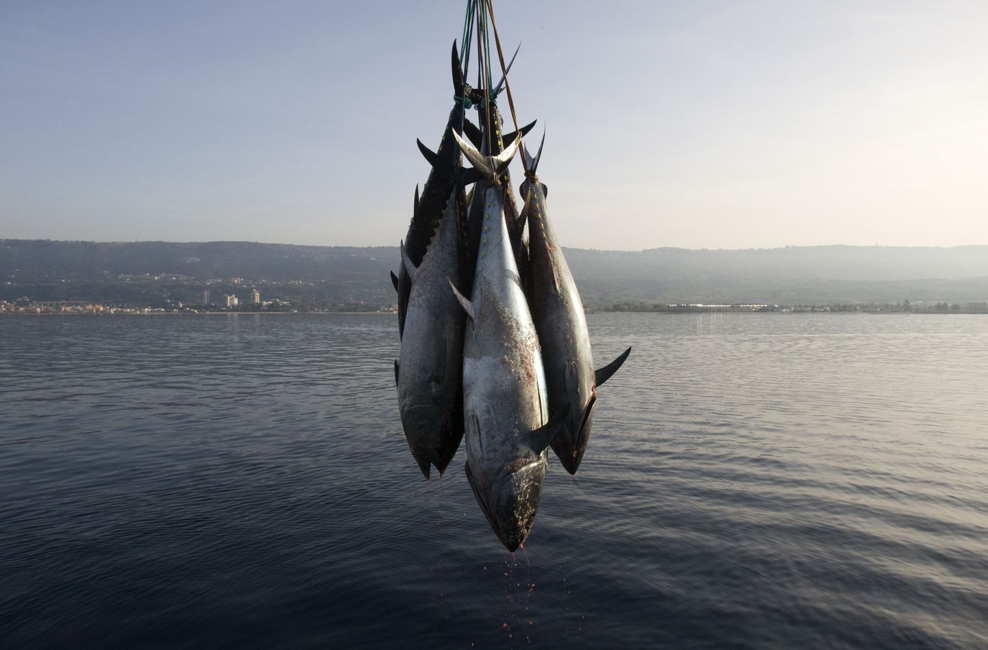 EL keelustas tuunikala kaubanduse.