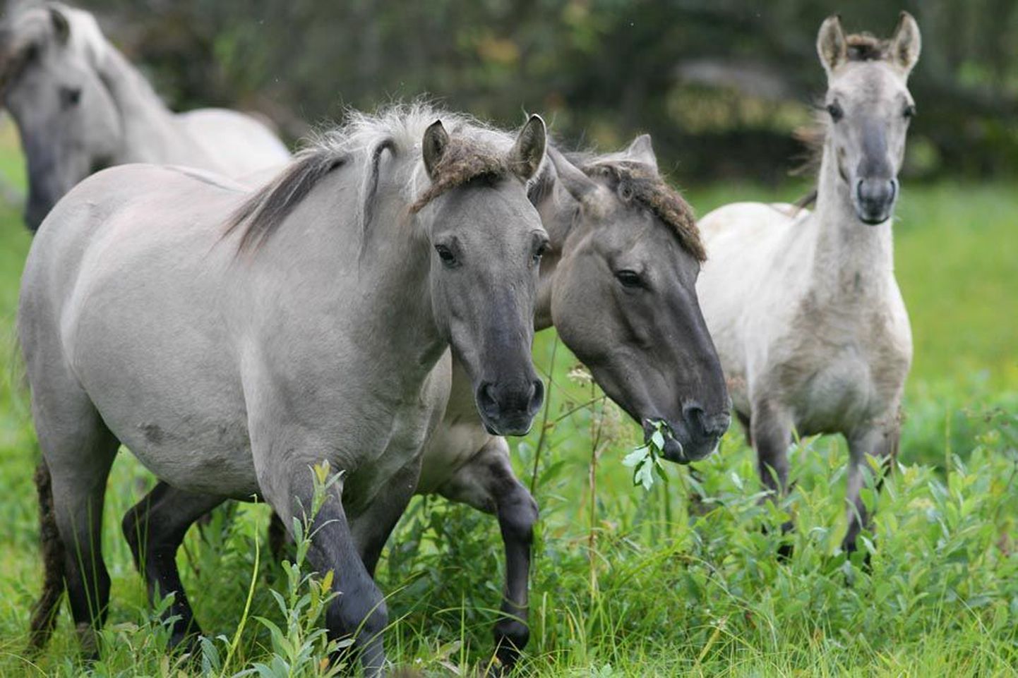 Konik ehk poola keeles «hobuseke» on rahuliku iseloomuga, väikest kasvu ning enamasti hiirja värvusega.