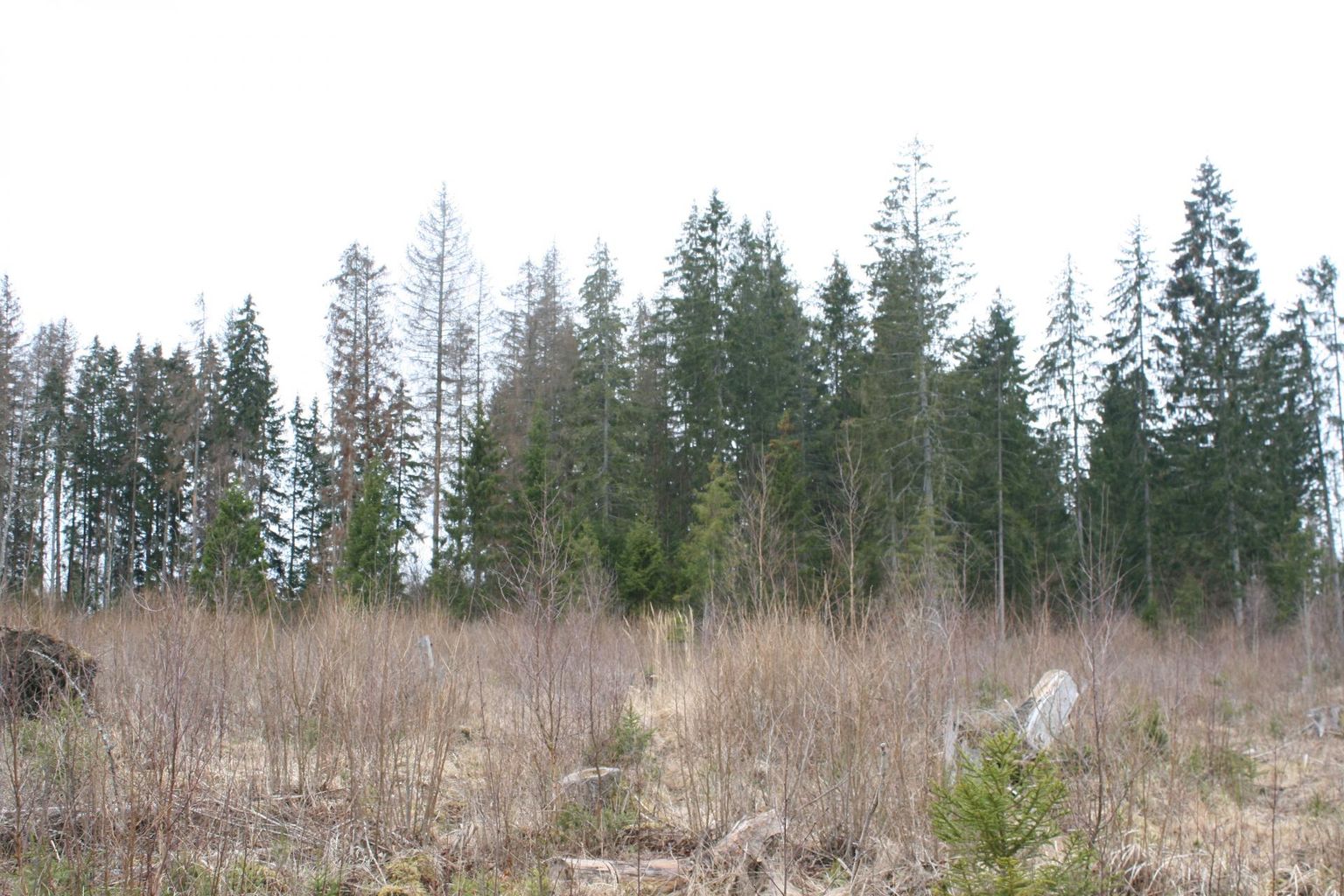 Kuivanud võradega üraskist puretud puud metsasiilus, mille omanik jättis majale kaitseks läänetuulte eest. Kardetavasti tuleb see tuuletõke nüüd ikkagi maha võtta.