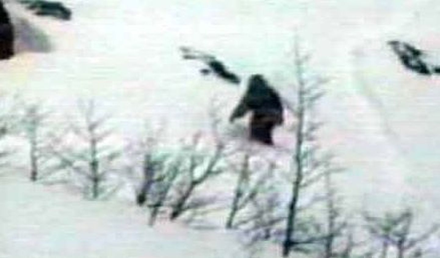 Jaapanlaste sõnul õnnestus neil 2003. aastal lumeinimest kaugelt filmida. Sellel aastal leidsid nad lumeinimese jäljed
