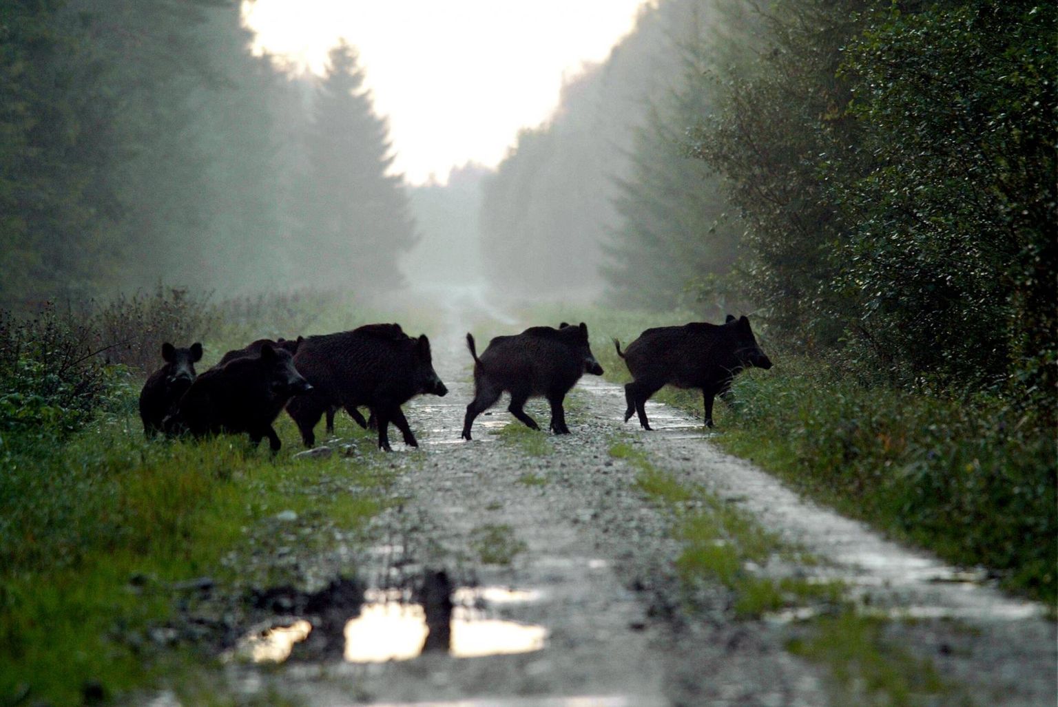 Eesmärk on tagada küttimisperioodi lõppedes arvukus kuni 1 metssiga 1000 ha kohta.
