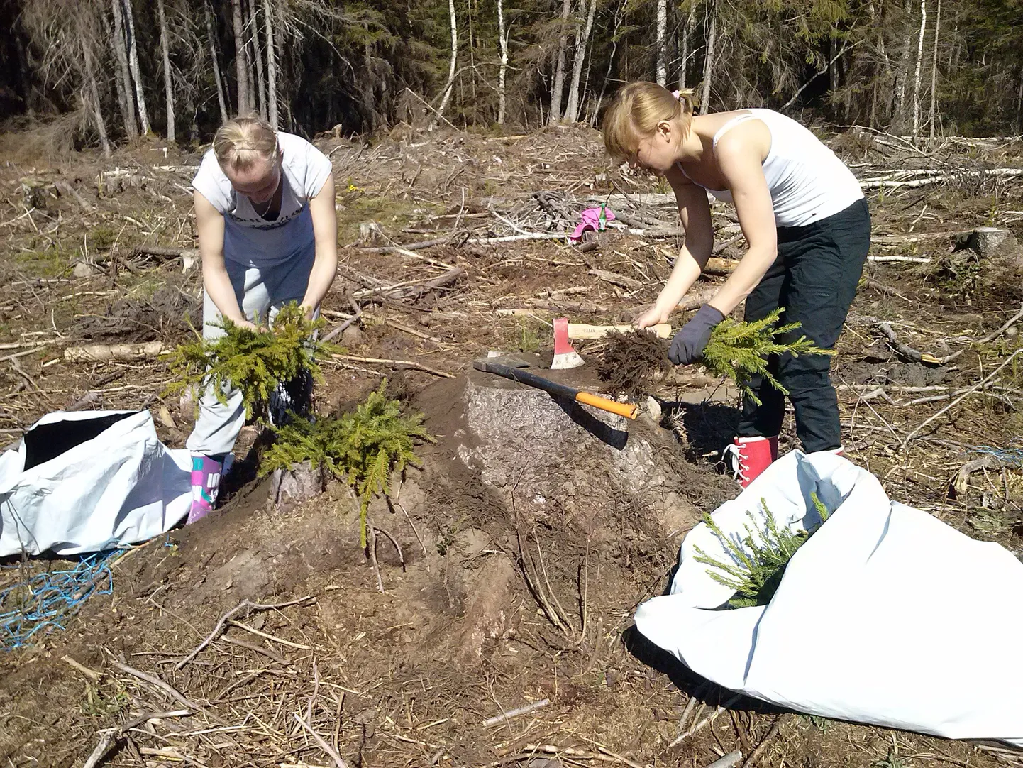 Kolmapäeval Raplas toimunud metsa istutamise talgud, kus erametsaliidul käisid abis Tallinna 32. keskkooli 11. klassi õpilased.