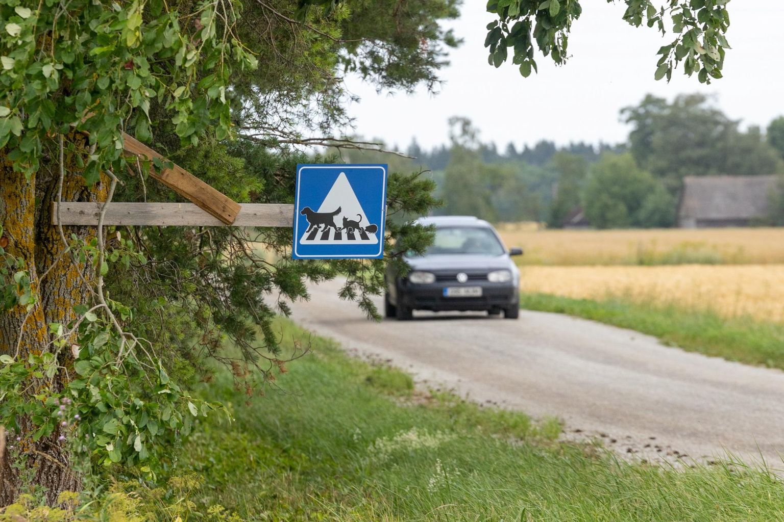 Ülekäigurada neljajalgsetele.