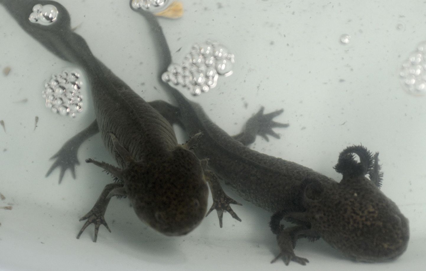 Teadlased jõudsid Mehhikos elavaid salamandreid uurides avastuseni, mille järgi võib jäsemete tagasikasvatamine saada reaalsuseks ka inimese puhul.