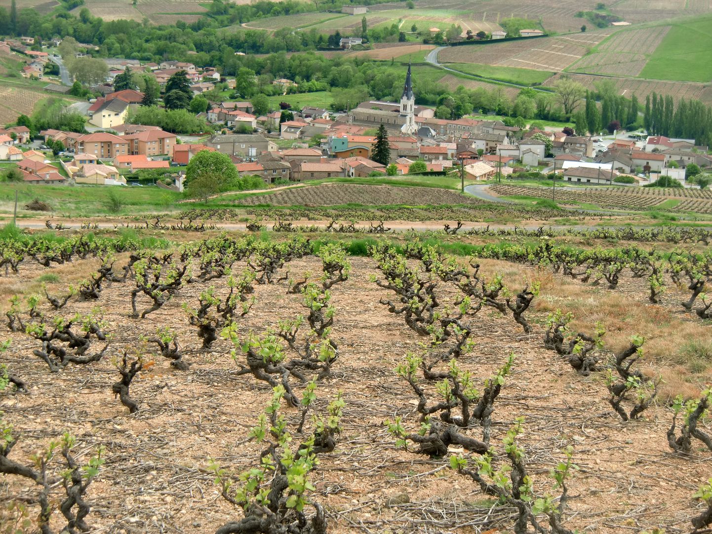 Vaade viinamäelt: allpool laiub Le Perréoni asula.