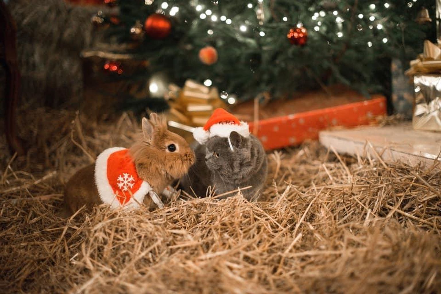 Jack on kahe ja poole aastane küülik ning Rose (kutsutakse Roosiks) kaheaastane kass. Nemad ongi pildikonkursi võitjad.