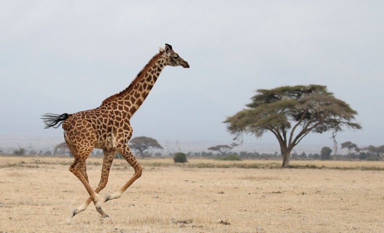 Keenia. Kaelkirjak jookseb Amboseli rahvuspargis. 