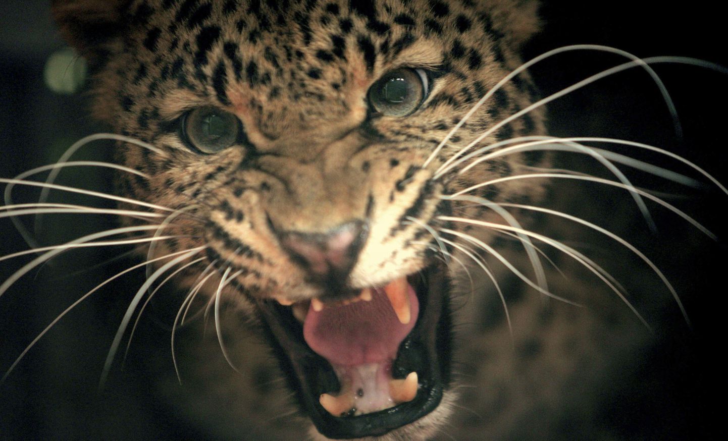 Леопард.