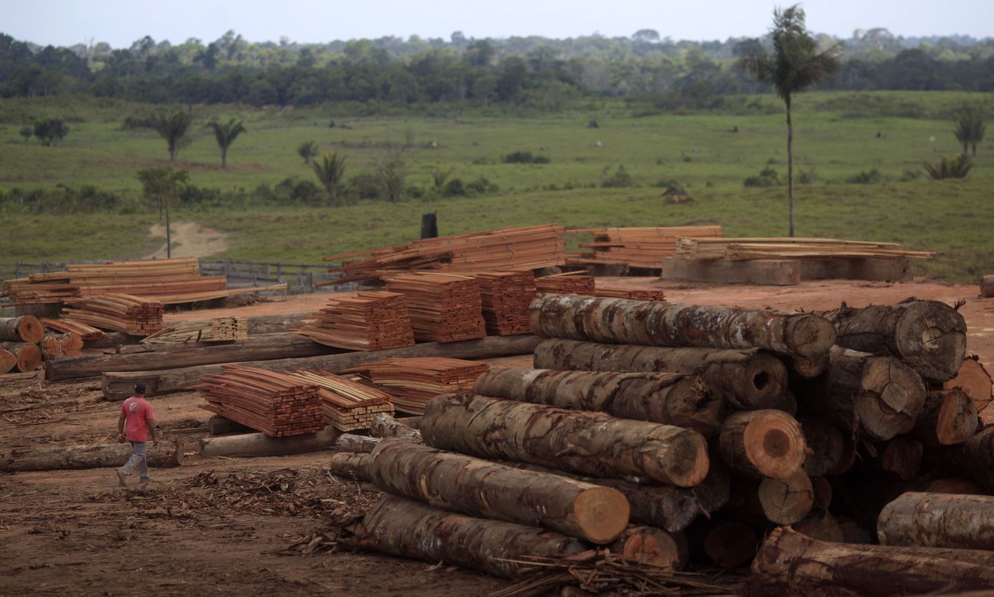 Amazonase vihmametsast maha võetud puud
