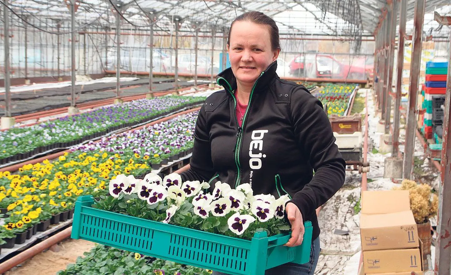 Angela Jürgenson ei pane kodus lillepeenardele eriti rõhku, sest tema tööpäevad mööduvad niigi õiteilu keskel. Aare Jürgenson kohendab kastmissüsteemi, milleta taimekasvatust tänapäeval enam ette ei kujuta.