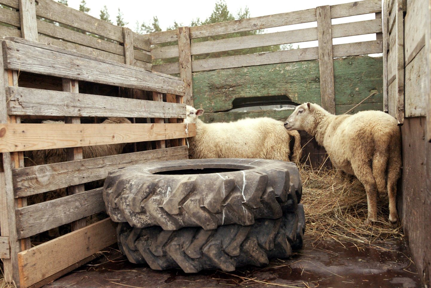 Pildil lammaste müük Lindora laadal.