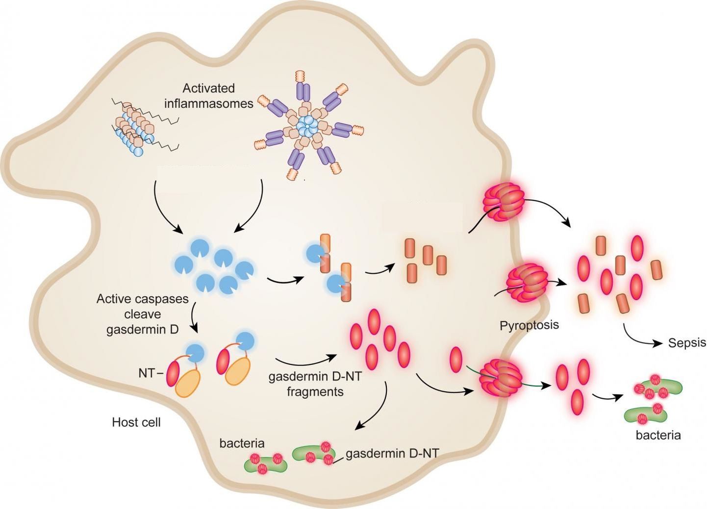 Aktiveeritud inflammosoomid algatavad rakus protsessi, mille käigus gasdermiin D-NT rakud asuvad baktereid tapma nii raku sees kui ka rakust väljas.
