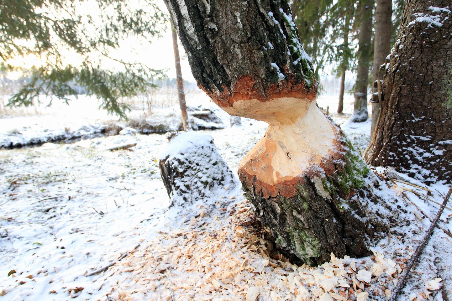 Koprad on Elvas Arbi järve ääres läbi närinud ja langetanud ka suuri puid.