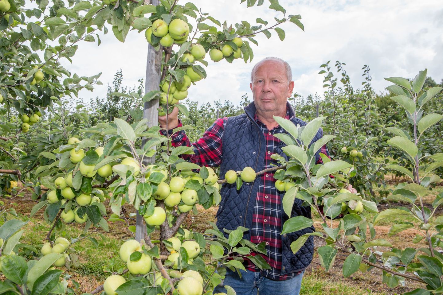 Riho Kadastiku sõnul tema õunaaias tänavu õunu igatahes jagub.
