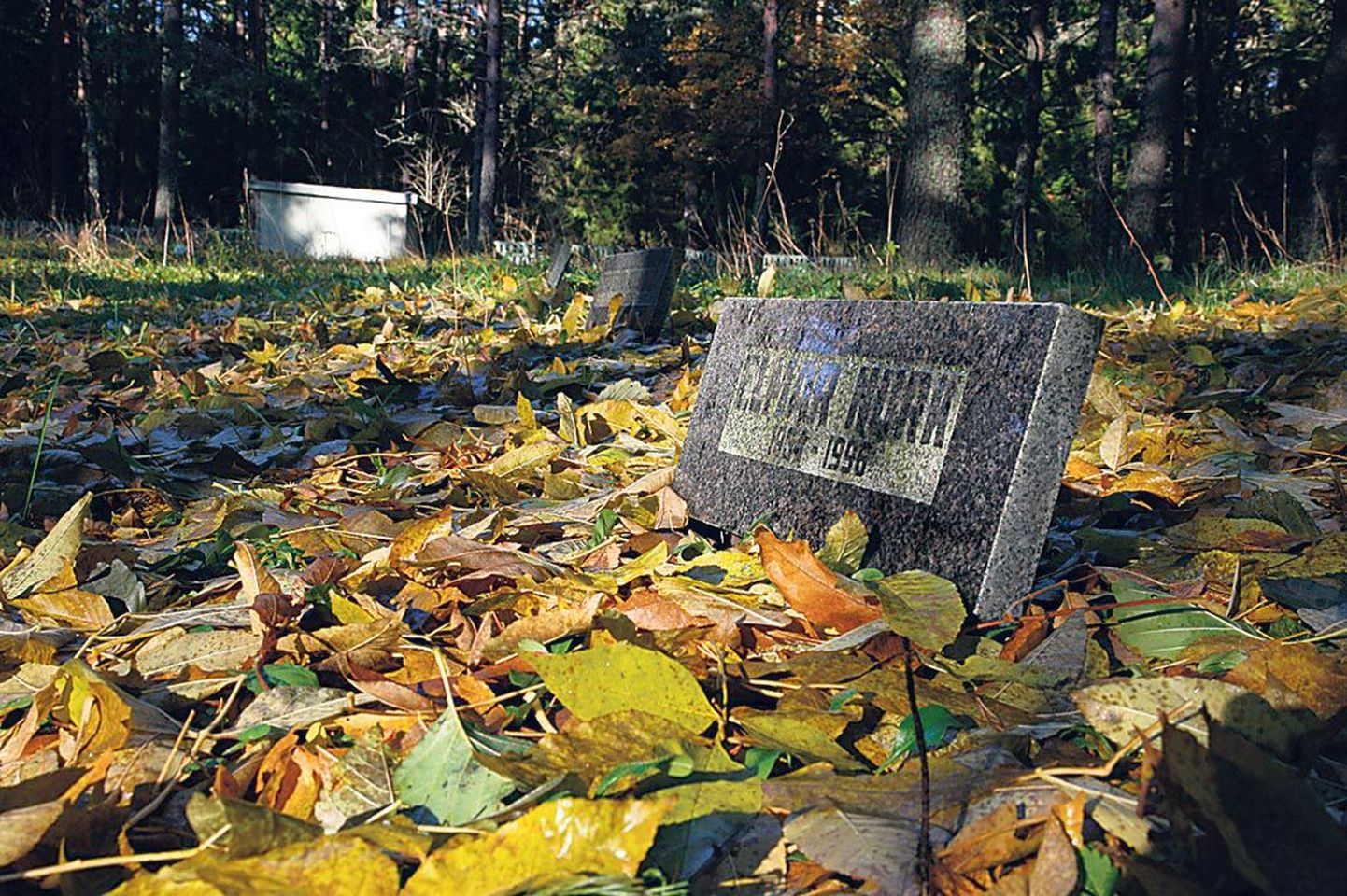 Enne ja nüüd. “Kalmistu hooldamise teeb raskeks see, et siin on ebaühtlane pinnas ning muru ja sammal kasvavad segamini,” rääkis Tammiste hooldekodu juhataja Merle Minn.