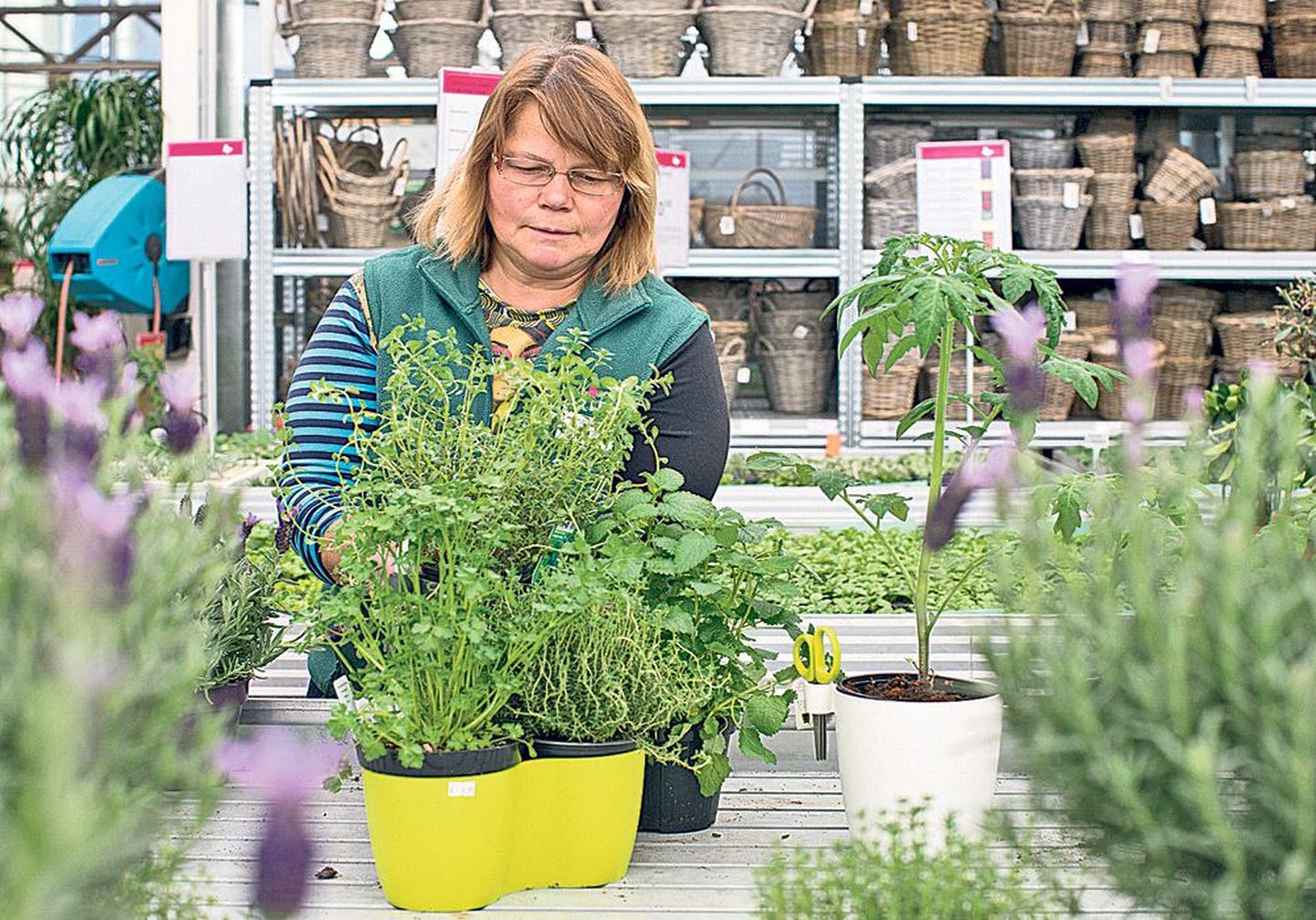 Maitsev valik: Hortese aianduskeskuse aednik Anne-Liis Mumma seab kokkaja köögiaknale mõeldud taimemahuteid.